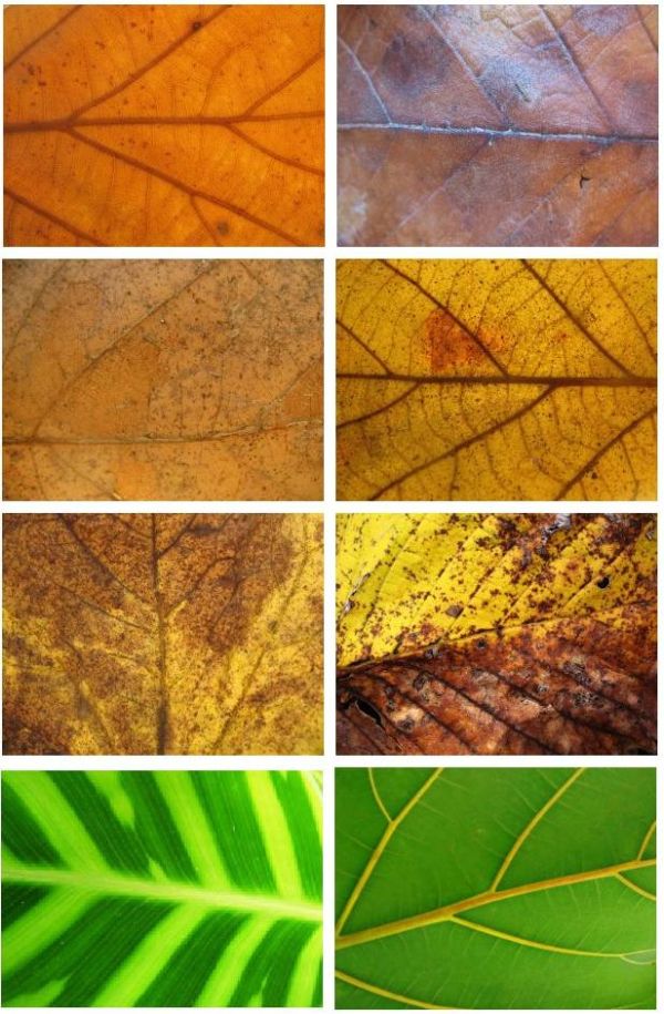 Leaf Textures Free